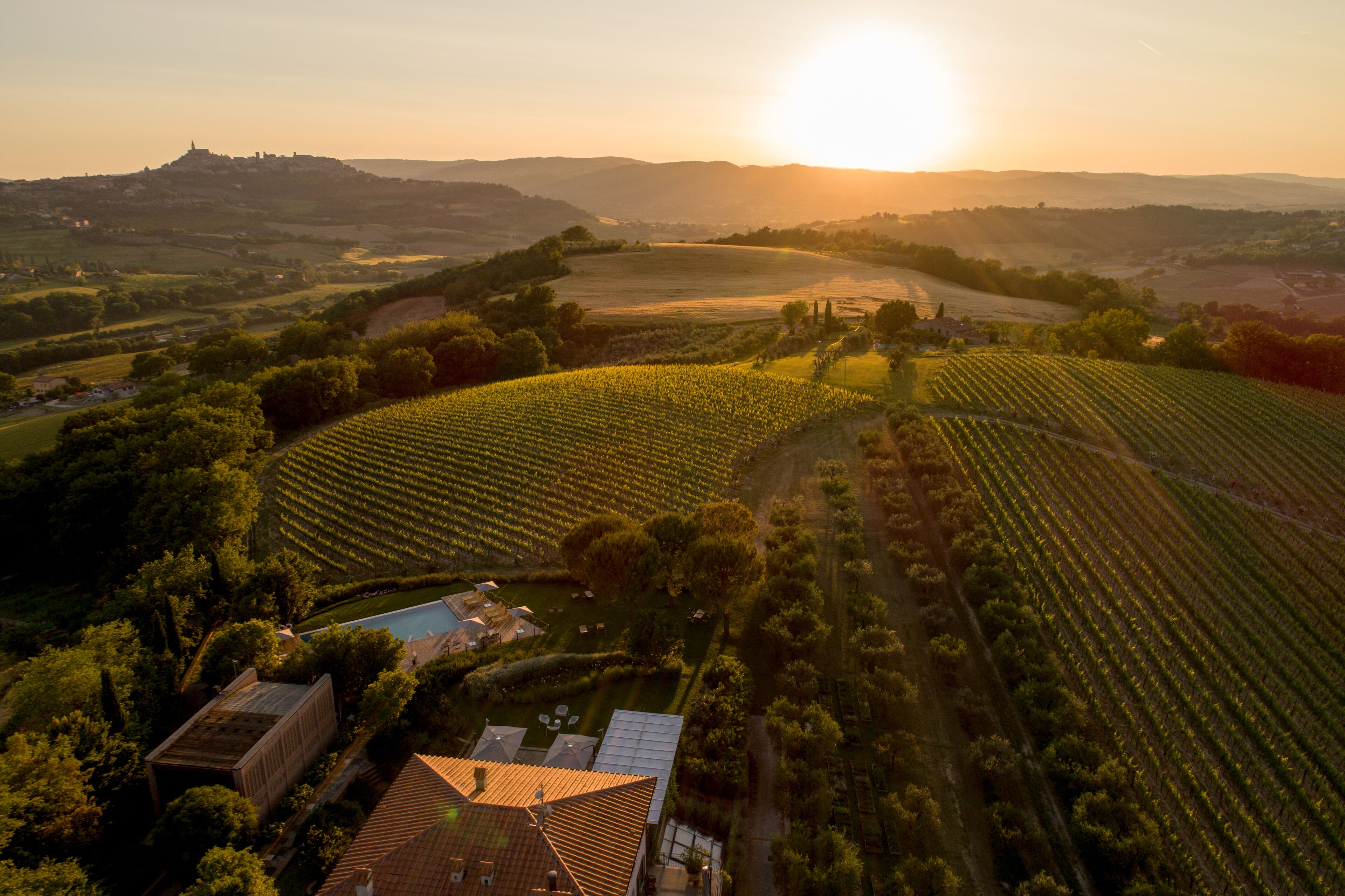 A vineyard with rows of grapevines, a swimming pool, and buildings with red-tiled roofs.