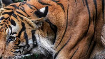 A tiger with distinctive orange fur and black stripes.