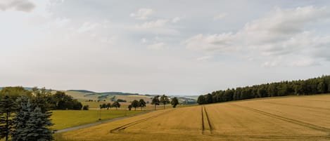 Un paisaje rural con un campo, una carretera y una hilera de árboles.