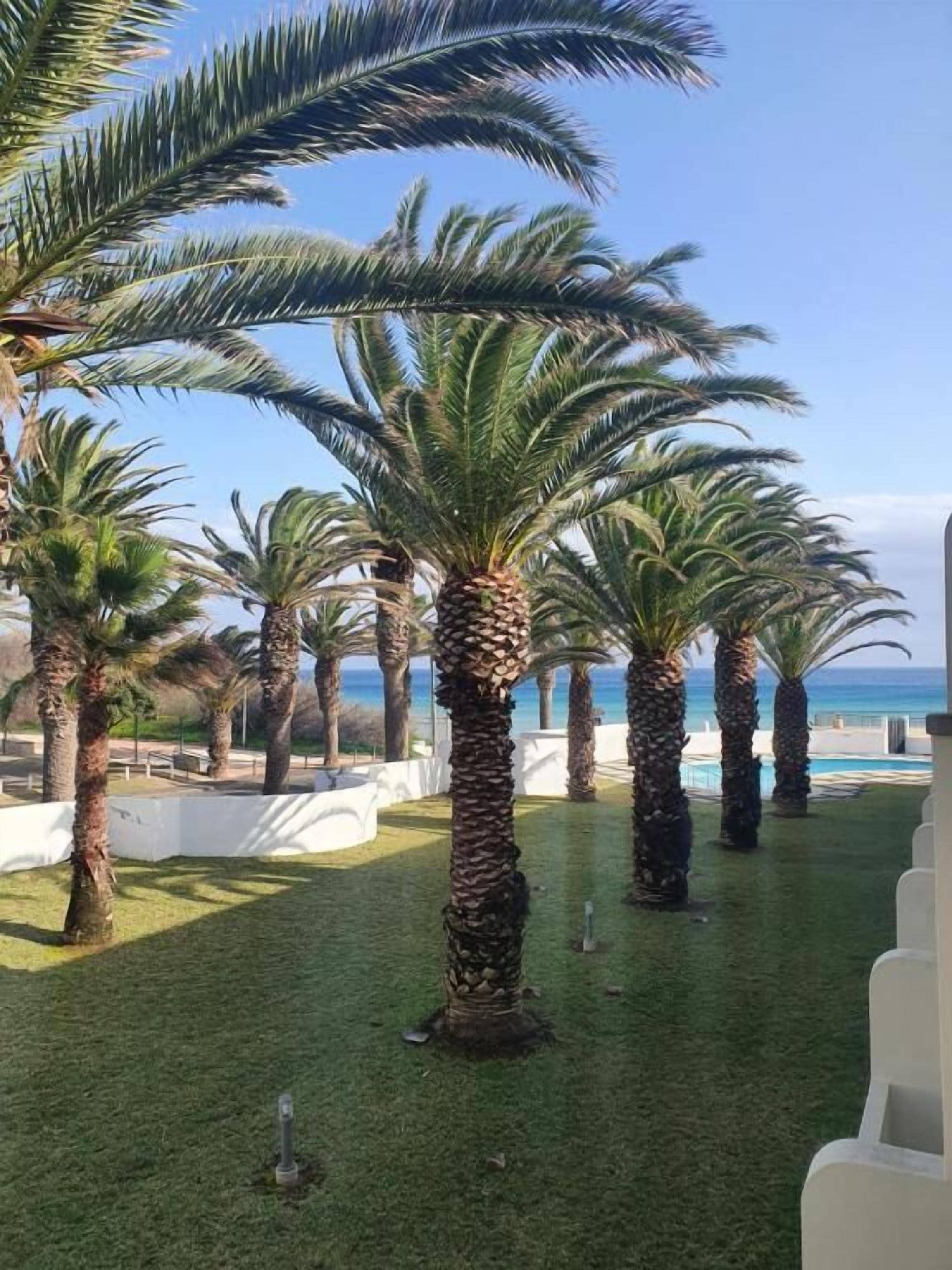 A landscaped area with palm trees and a pool, likely part of a resort or hotel.