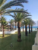 Zona ajardinada con palmeras y piscina, probablemente parte de un resort u hotel.