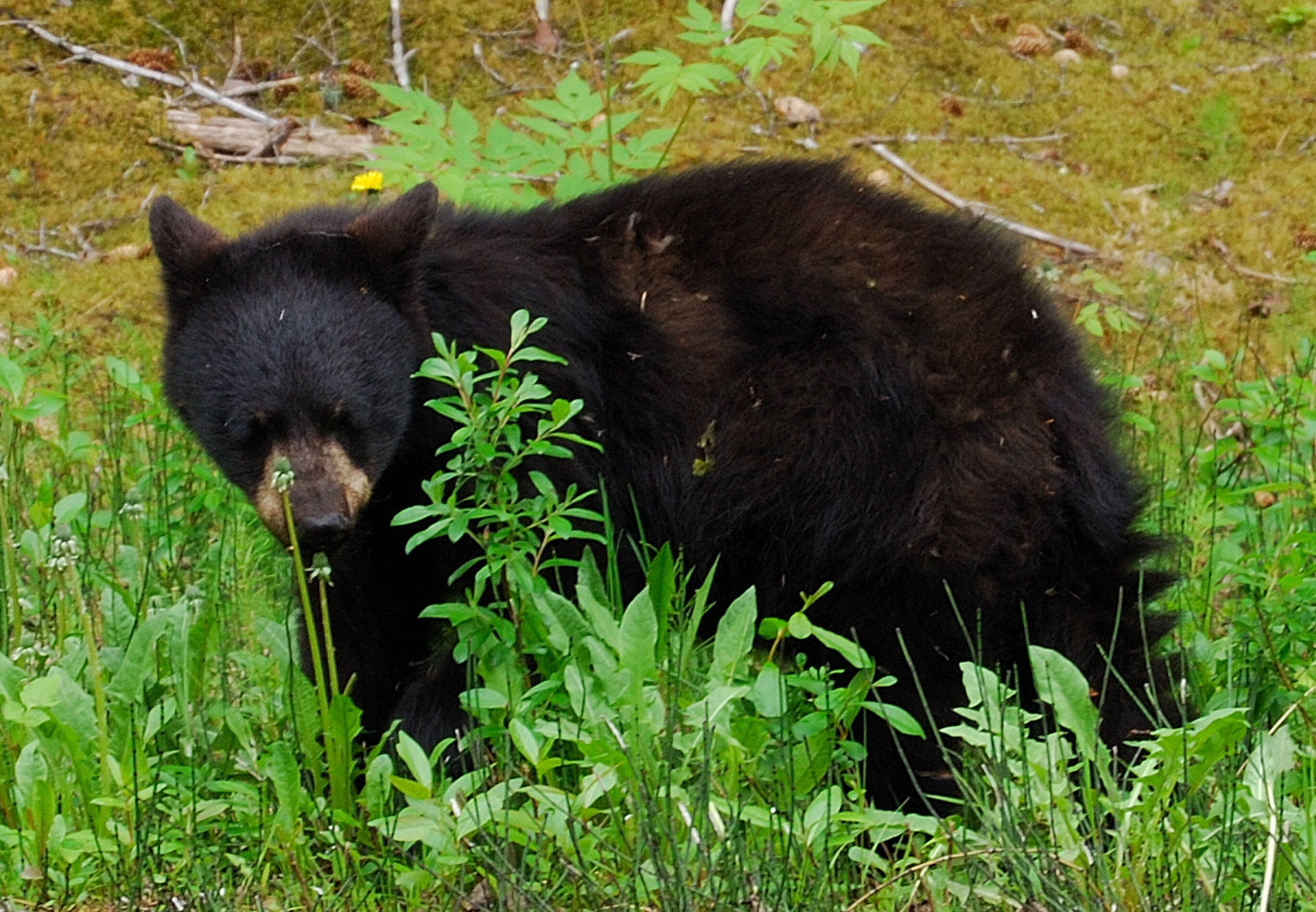 A bear in a natural setting with green vegetation.