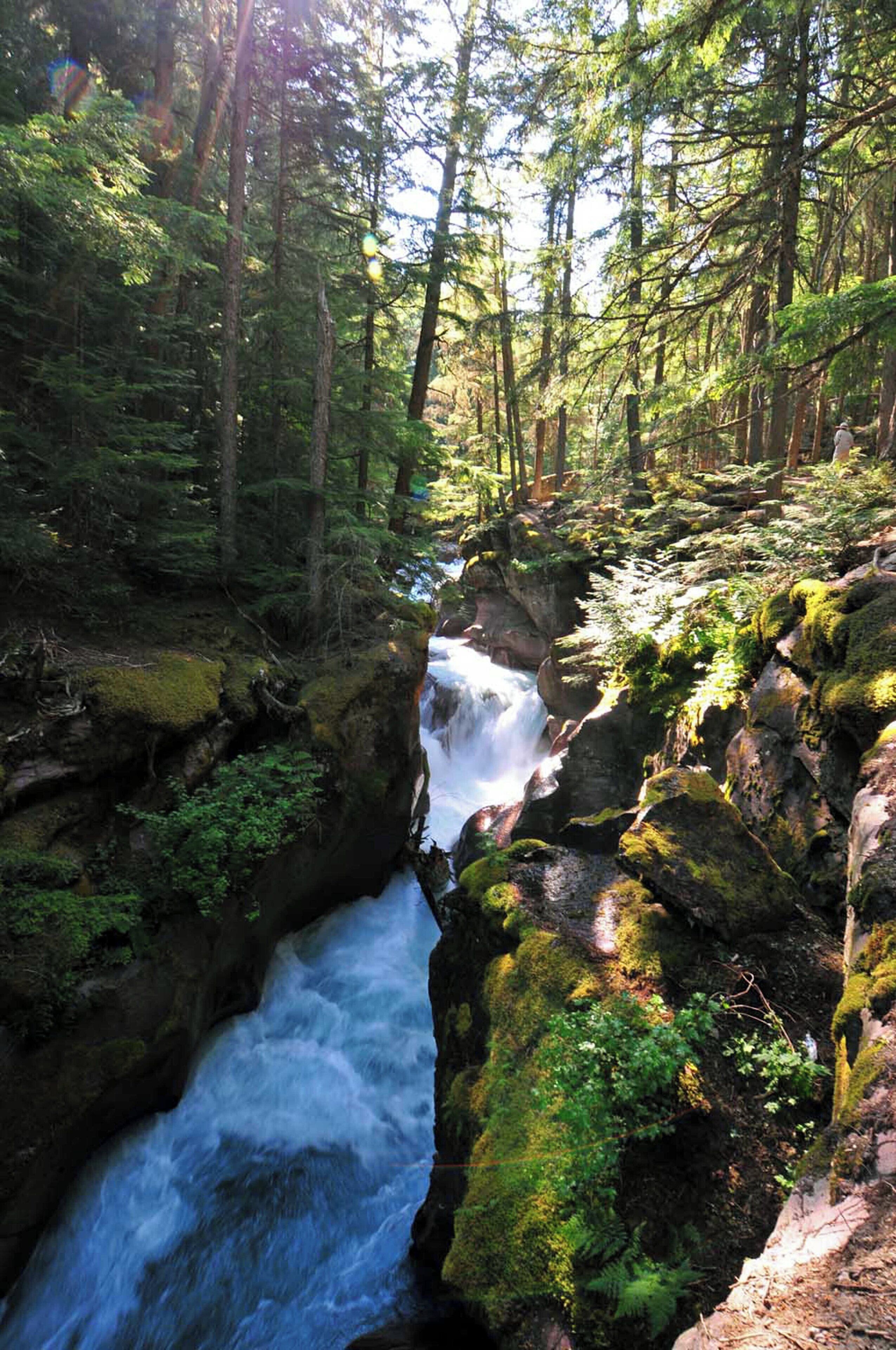 A forested area with a flowing river, rocky terrain, and dense greenery.