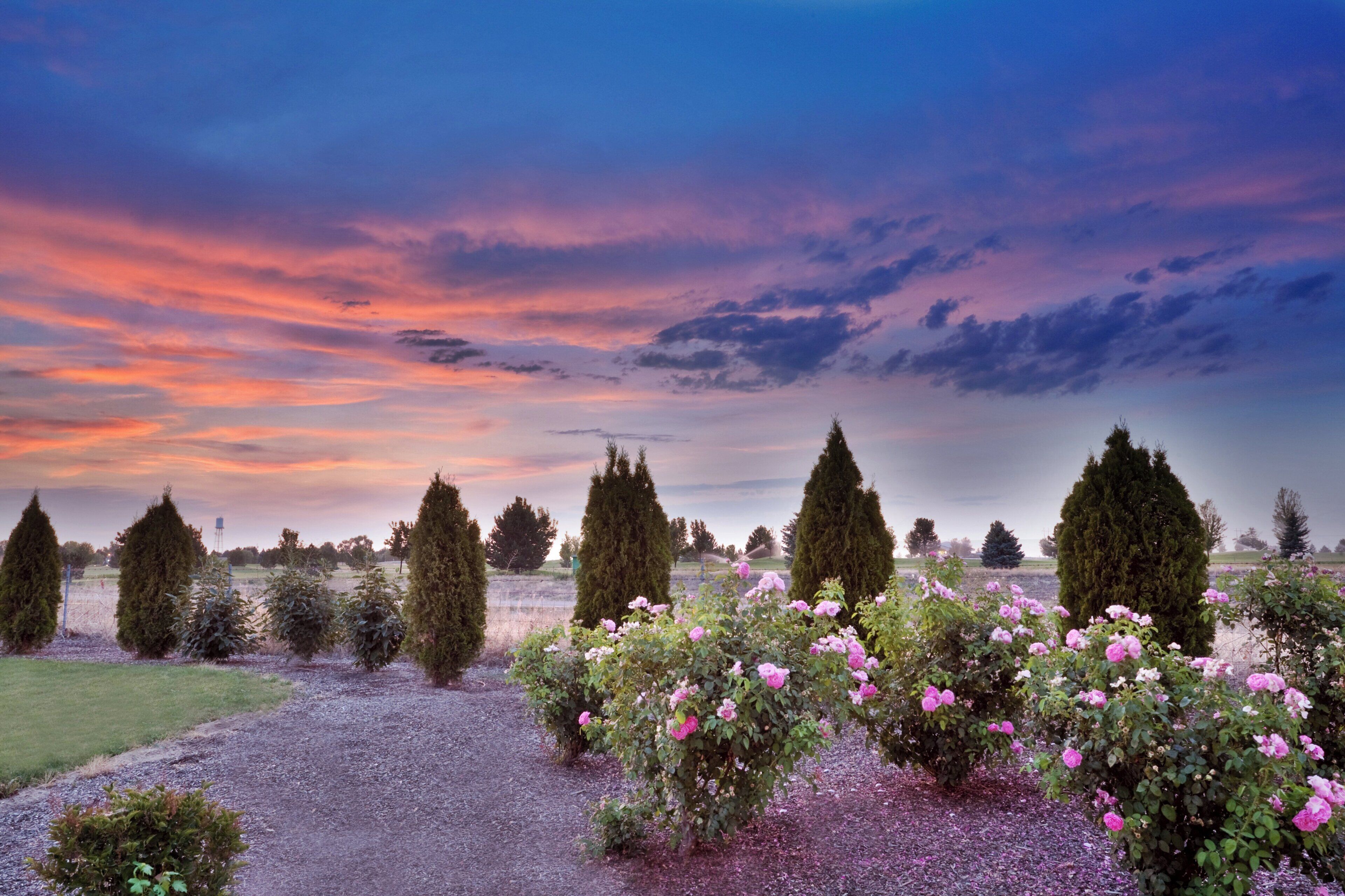 A garden with neatly trimmed hedges and flowering plants.