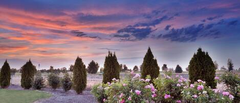A garden with neatly trimmed hedges and flowering plants.