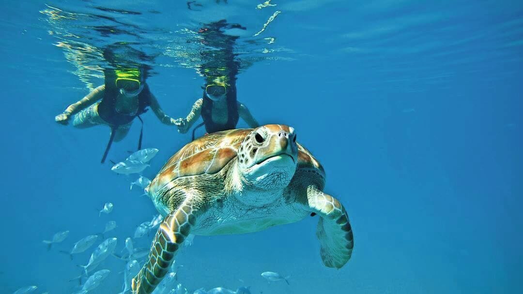 Una tortuga marina nadando bajo el agua, con buzos al fondo.