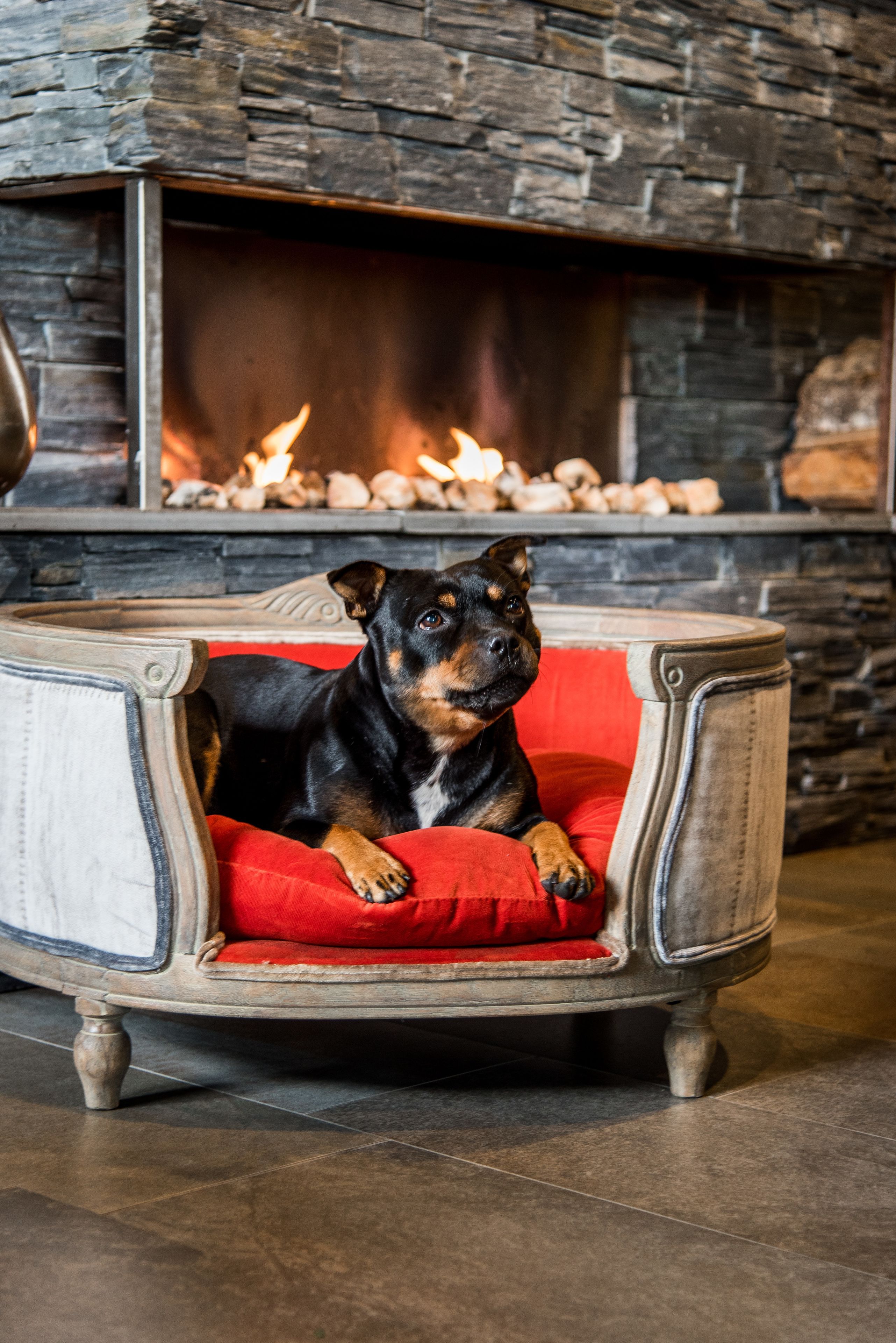 A dog lying on a red cushioned chair in front of a fireplace with a stone wall backdrop.