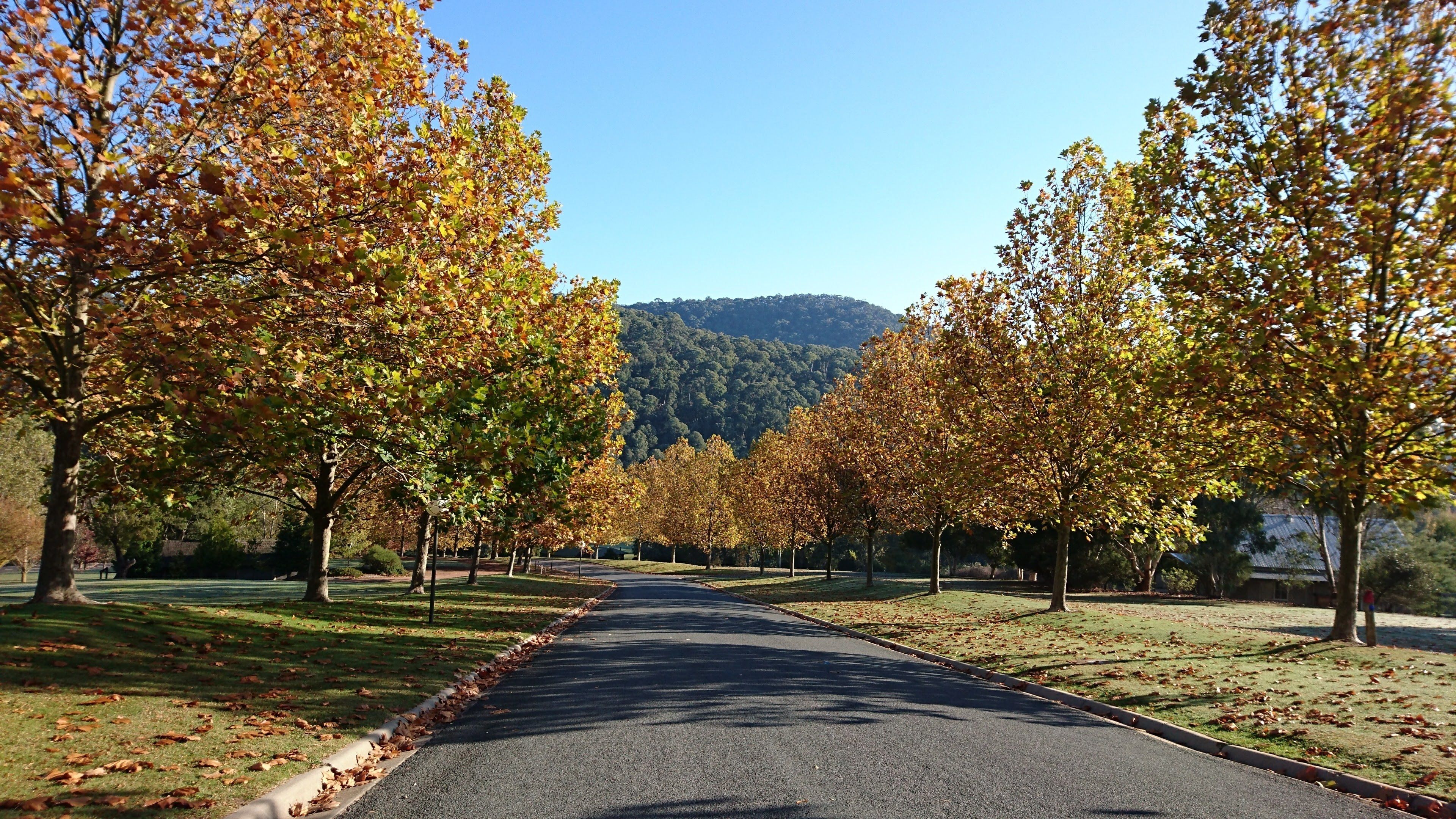 Une route asphaltée bordée d’arbres aux feuilles d’automne, qui mène à une colline boisée.