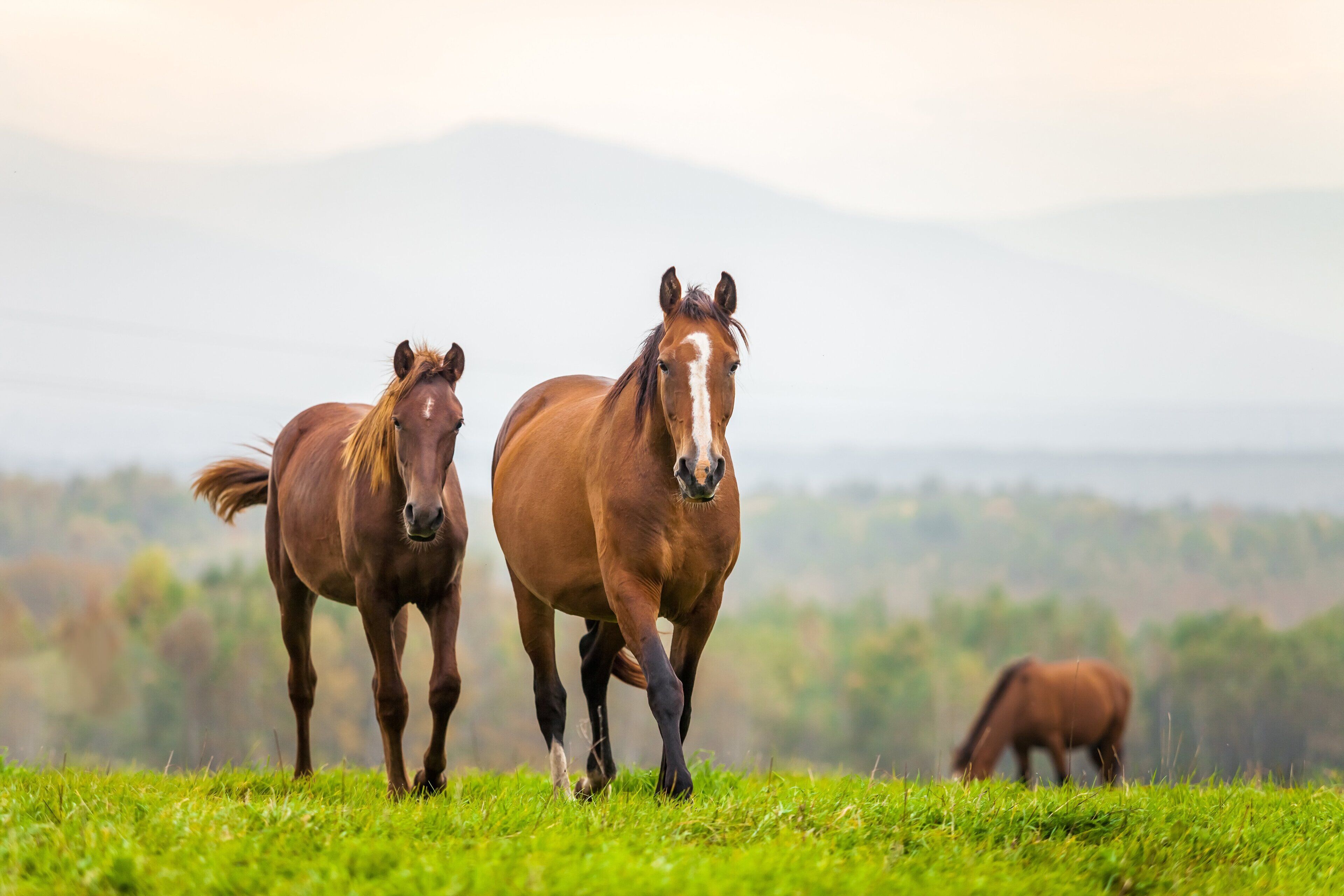 Dos caballos en un campo de pasto con una montaña al fondo.