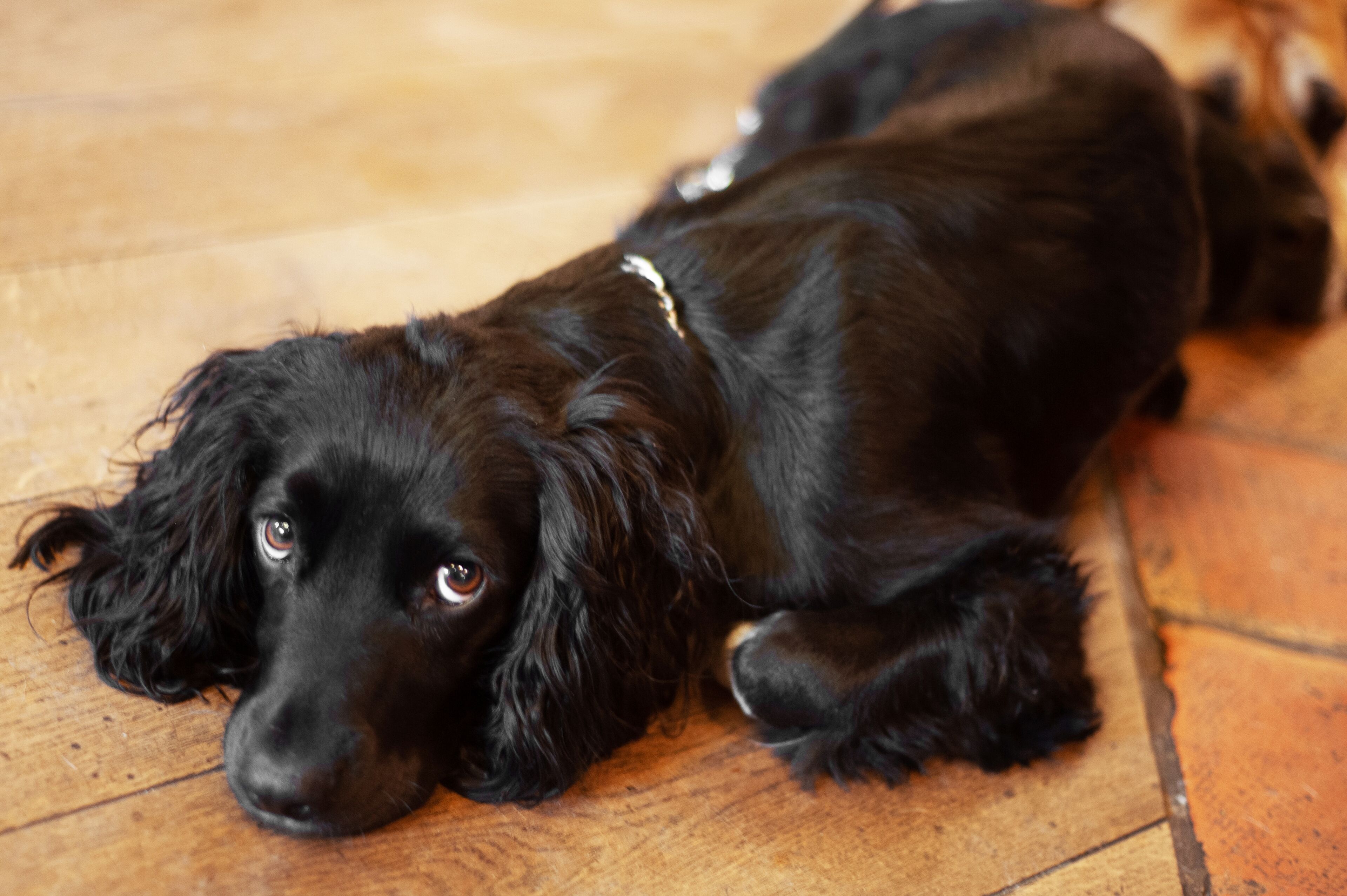 A black dog lying on a wooden floor.