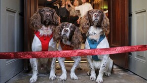Trois chiens dans un doorway, avec un ruban rouge, et des gens à l’arrière-plan.