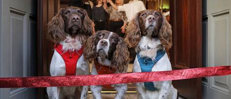 Three dogs in a doorway with a red ribbon, and people in the background.
