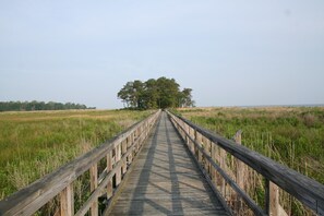 A wooden boardwalk leading to a cluster of trees.