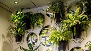 Quarto com sofá azul, duas chávenas brancas em pires, uma vela e um computador portátil sobre uma mesa. Há várias plantas em vasos na parede e um espelho grande.