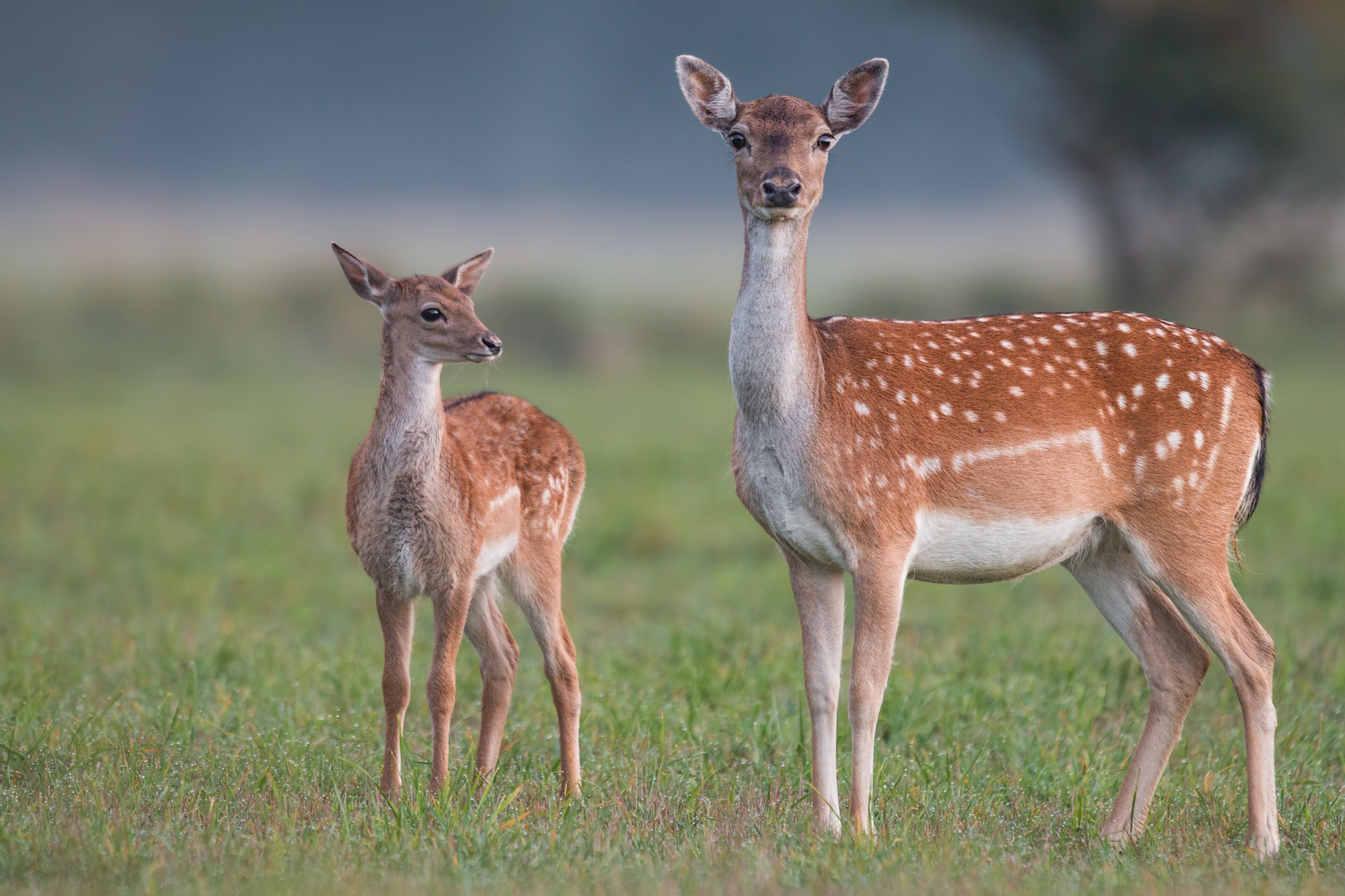 Two deer standing in a grassy field.