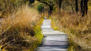 A wooden boardwalk path surrounded by tall grass and trees. - Holiday Inn Express & Suites North Bay by IHG (North Bay)
