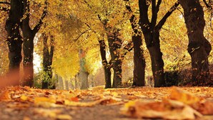A forest path covered with fallen leaves. - Holiday Inn Express & Suites North Bay by IHG (North Bay)