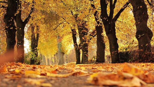 A forest path covered with fallen leaves. - Holiday Inn Express & Suites North Bay by IHG (North Bay)