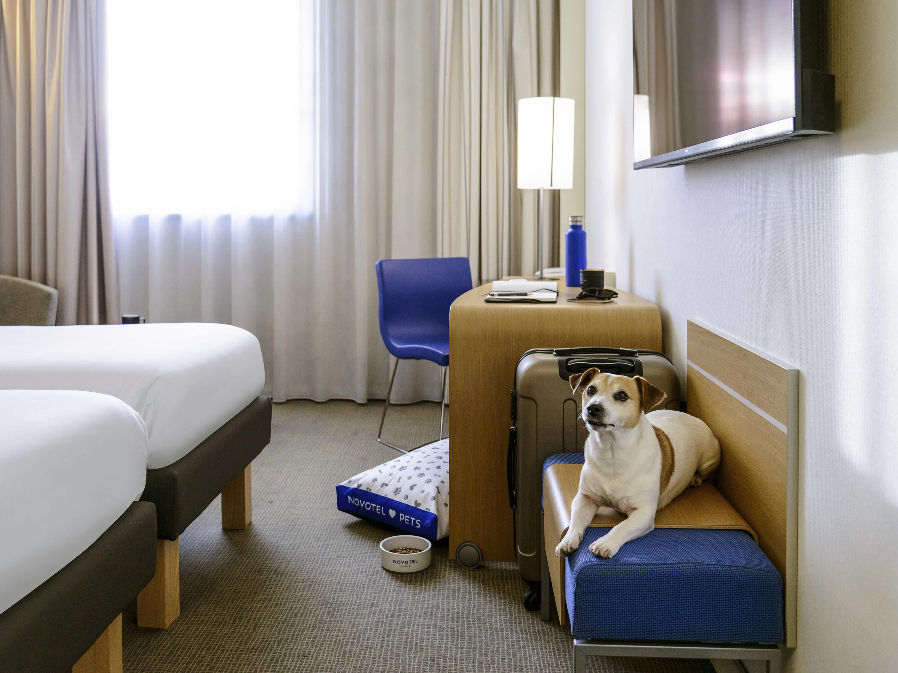 A hotel room with a bed, a desk, a chair, a suitcase, and a pet bed with a dog.