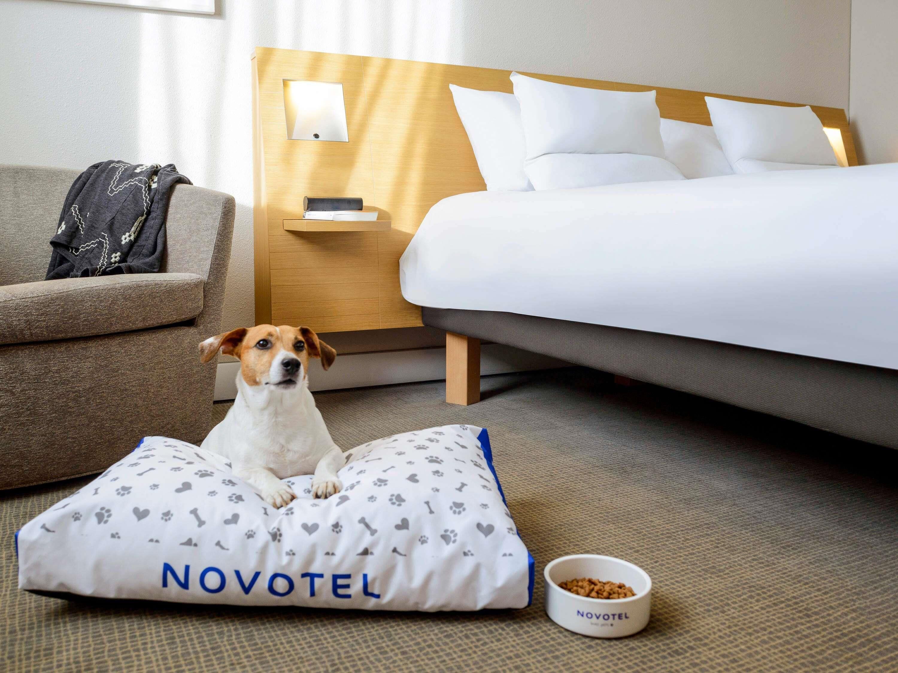 Una habitación de hotel con una cama, un sofá, una cama para mascotas y un tazón de comida para mascotas.