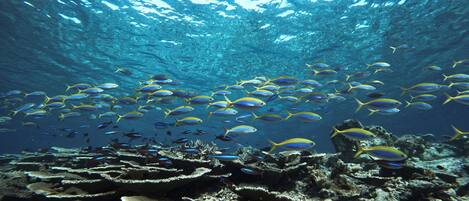 An underwater scene with a school of yellow and blue fish swimming over coral reefs.