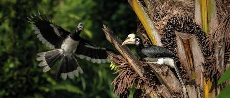 A bird perched on a tree branch with another bird flying nearby.