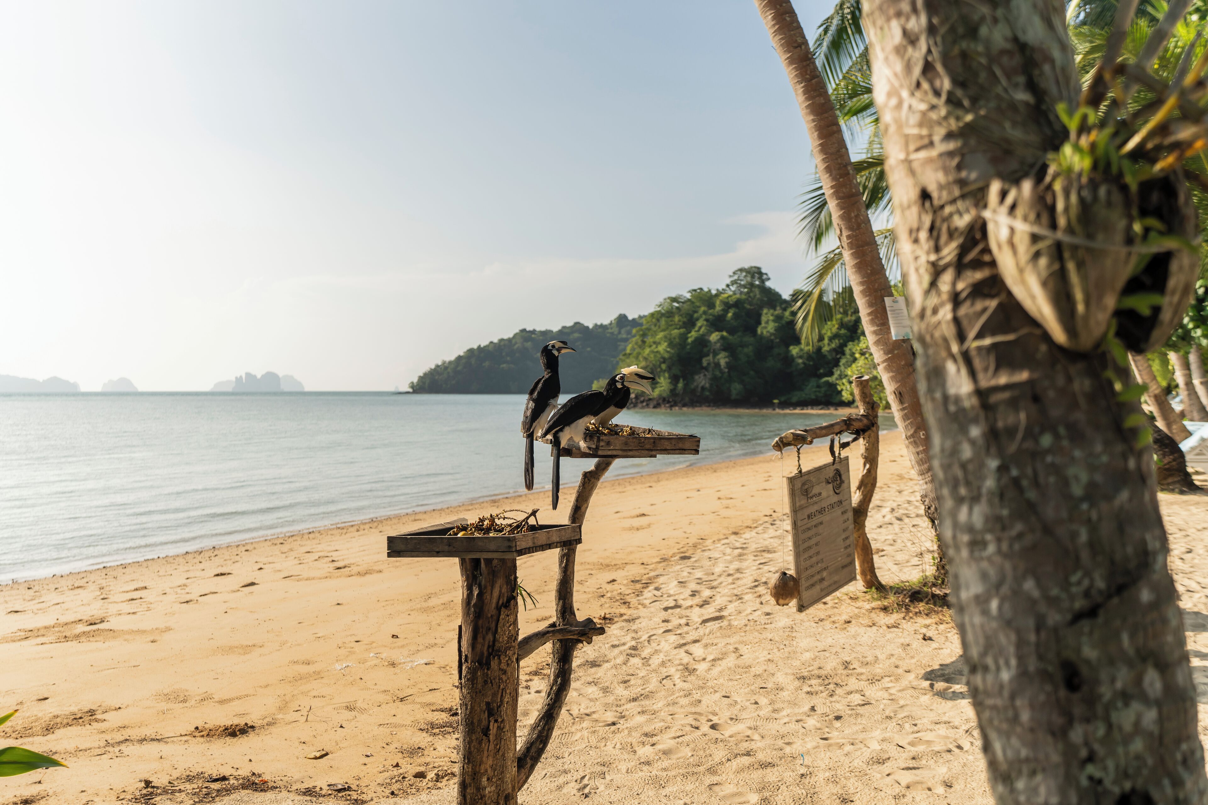 Une scène de plage avec une mangeoire en bois pour les oiseaux, un palmier et une vue lointaine sur la côte.