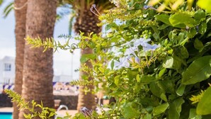 Planta verde exuberante com flores brancas e uma piscina ao fundo.