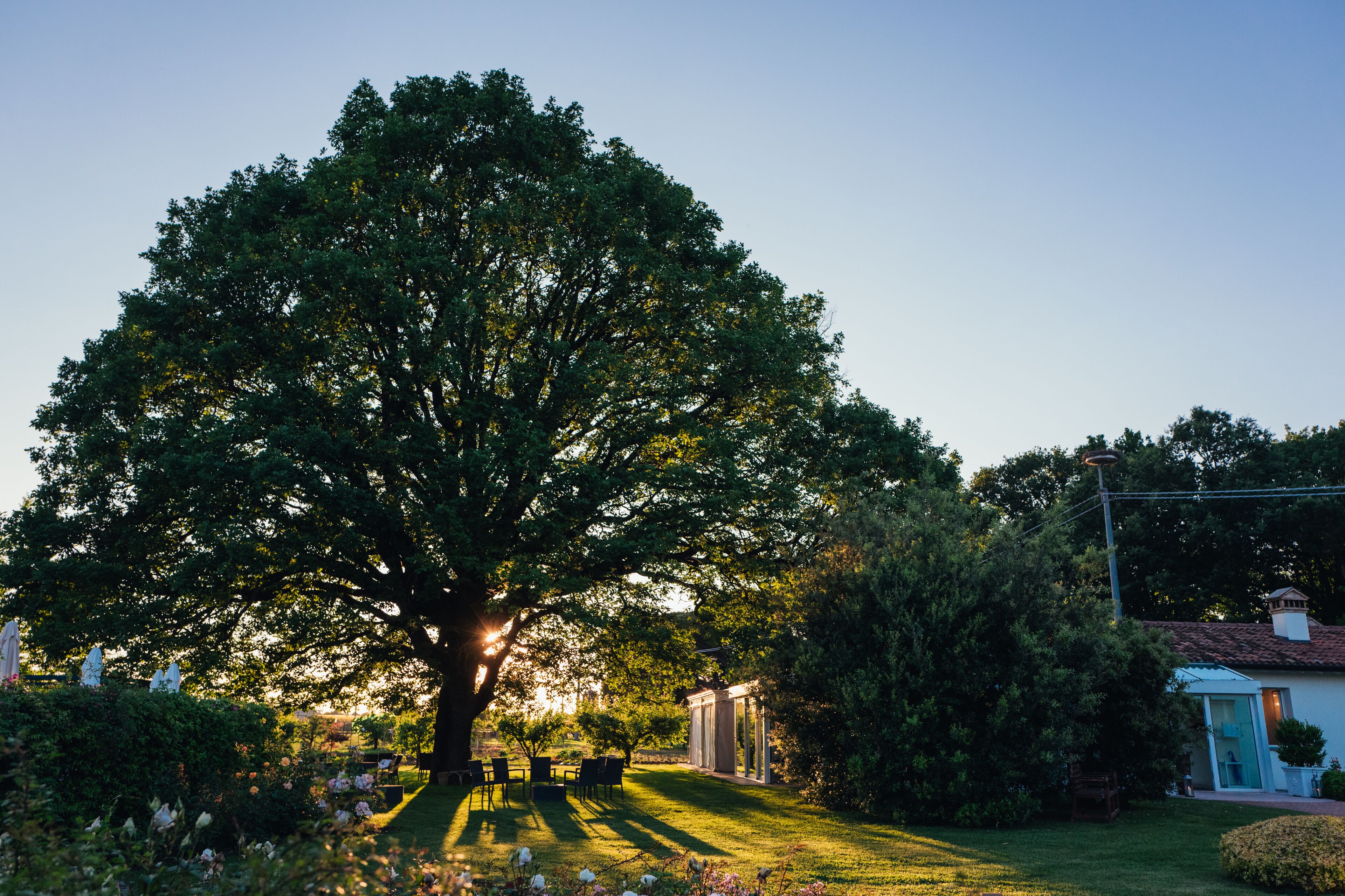 A large tree in a garden with a building in the background.