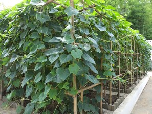 Jardín