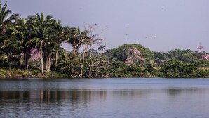 Un lago tranquilo con palmeras y árboles florecientes de color rosa al fondo.