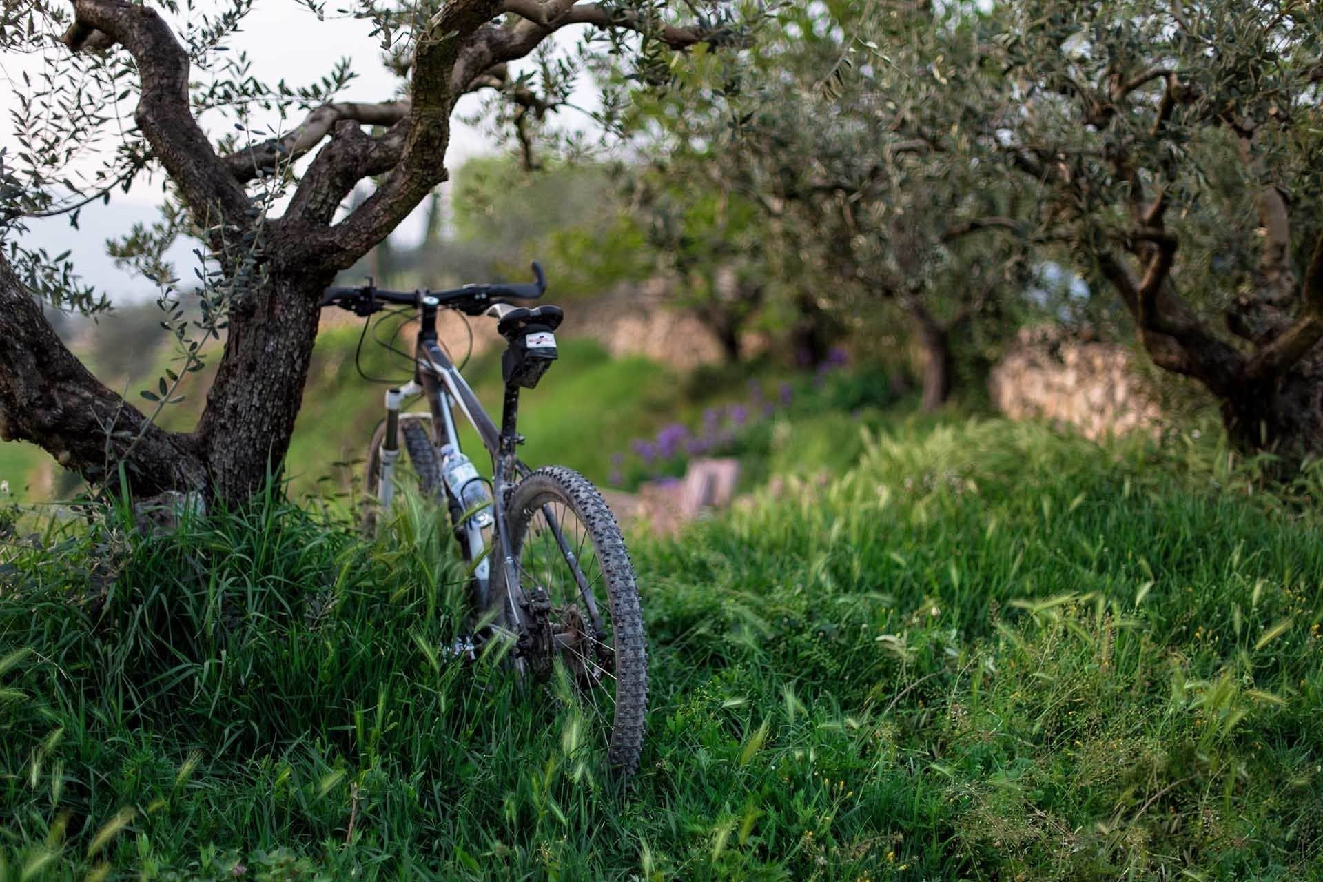Una bicicleta de montaña estacionada bajo un árbol en un área con césped.
