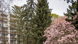 A park with a large tree in full bloom, a pathway, and a building in the background. - Caravelle Hotel im Park (Bad Kreuznach)