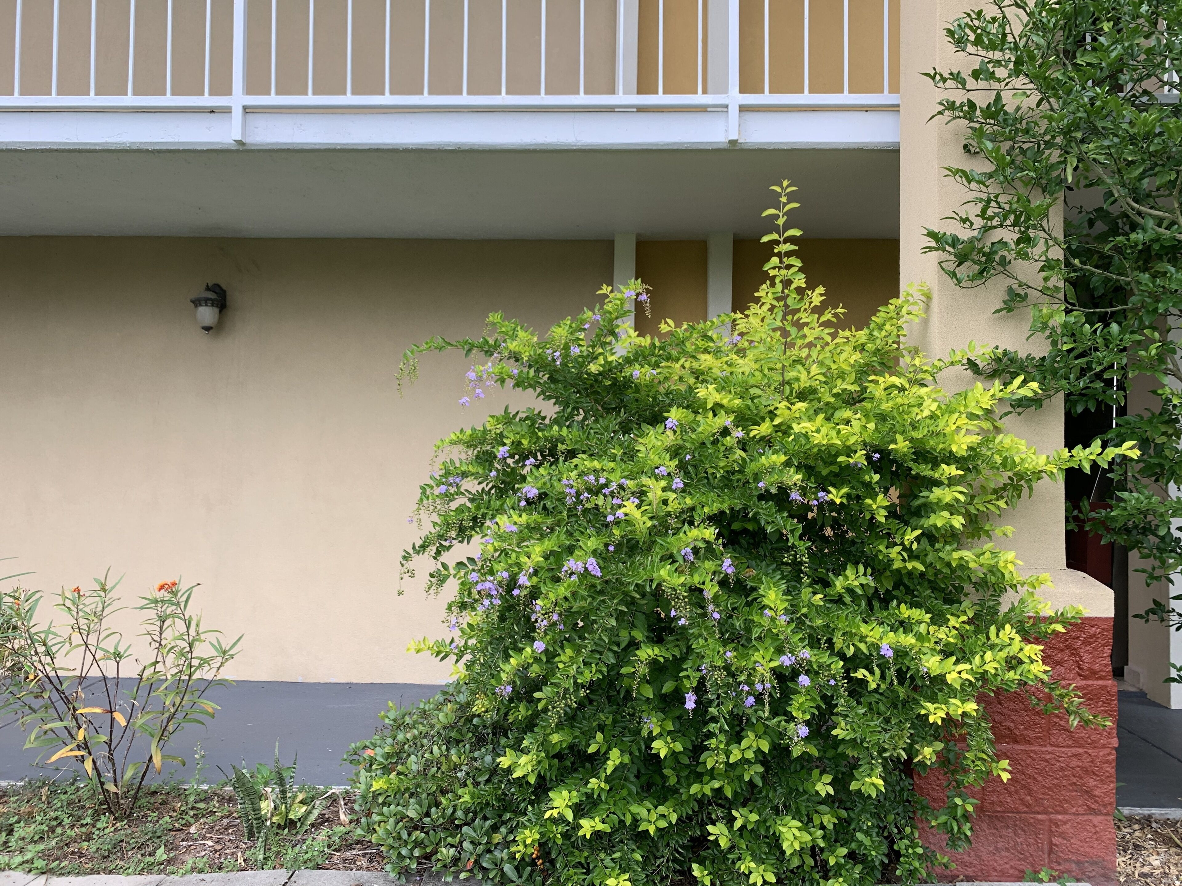 A building with a beige exterior, a balcony with white railings, and a small garden with green shrubs and purple flowers.