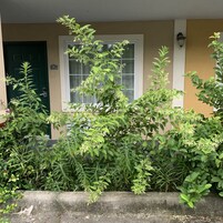Room, 1 King Bed, Non Smoking | Garden view