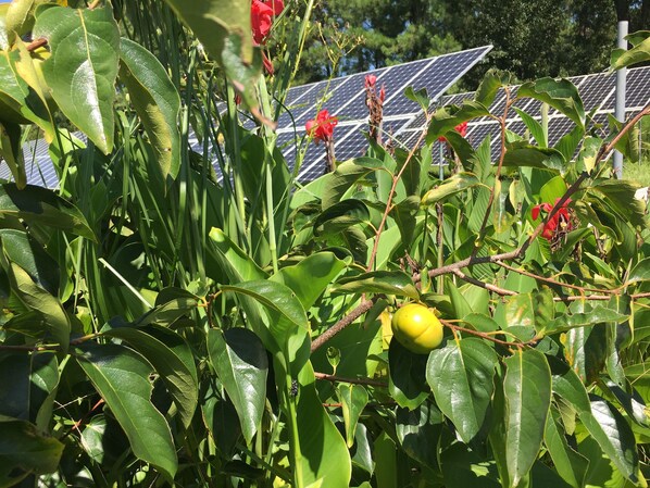A lush green plant with a yellow fruit and red flowers, with solar panels in the background. - Econo Lodge Monticello (Monticello)