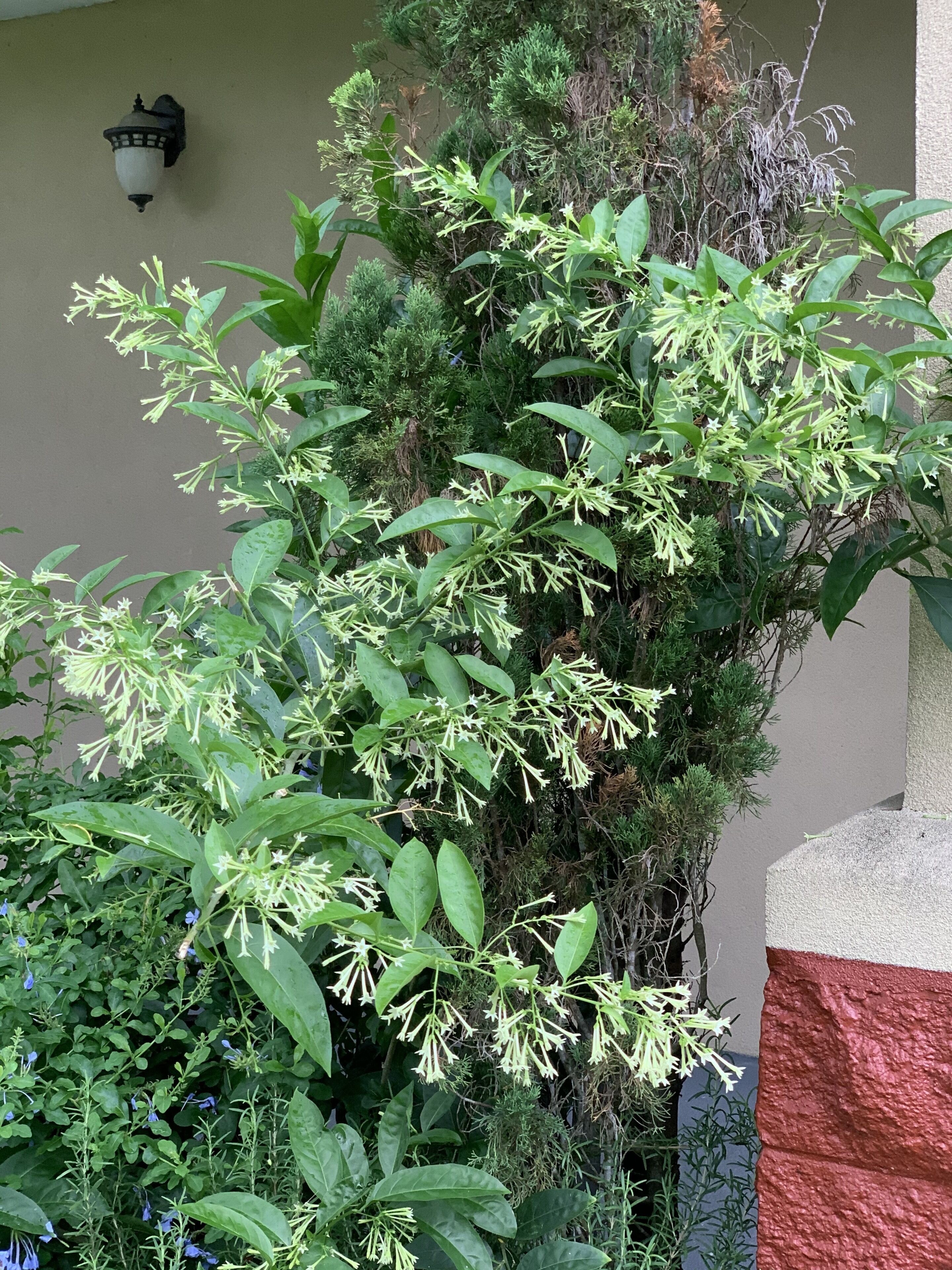 Room, 2 Queen Beds, Non Smoking | Garden view