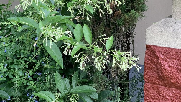A lush green plant with white flowers in front of a building with a textured wall and a wall-mounted light fixture. - Econo Lodge Monticello (Monticello)