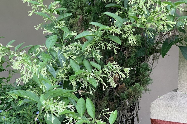Room, 2 Queen Beds, Non Smoking | Garden view