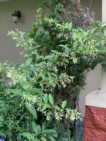 Room, 2 Queen Beds, Non Smoking | Garden view