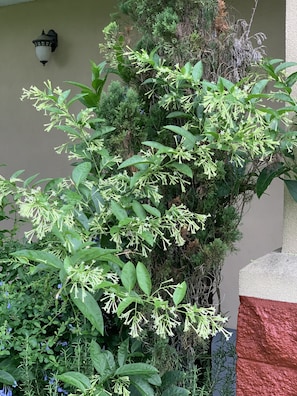 A lush green plant with white flowers in front of a building with a textured wall and a wall-mounted light fixture. - Econo Lodge Monticello (Monticello)