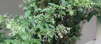 อีโคโน ลอดจ์ มอนติเซลโล  