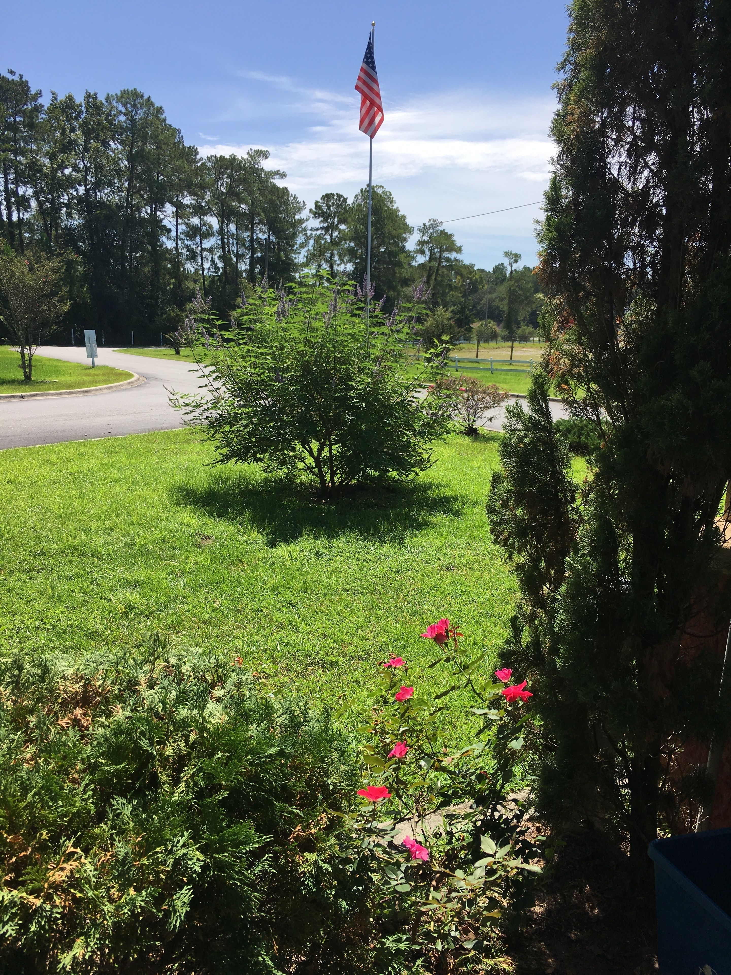 A grassy area with a flagpole, a bush with pink flowers, and a road in the background.