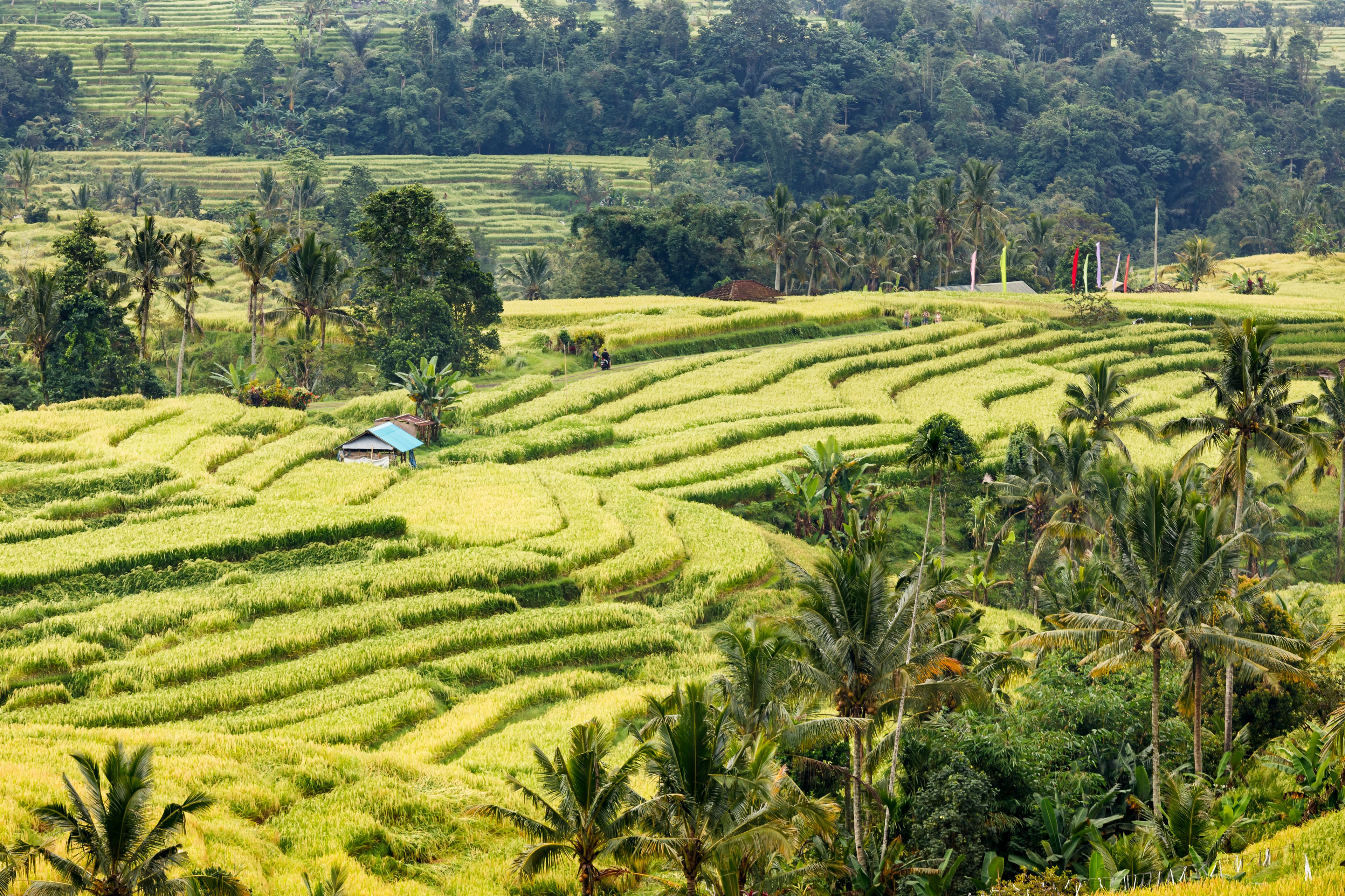 Terraced rice fields with a small building in the center.
