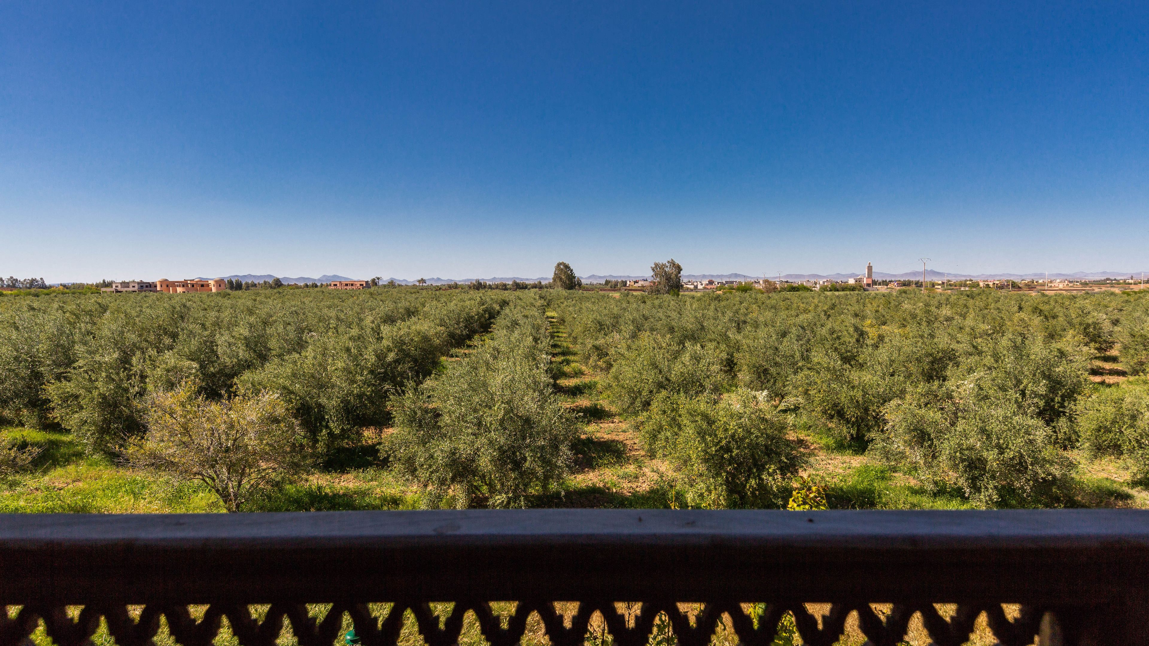 Photo - L'Oliveraie de L'Atlas