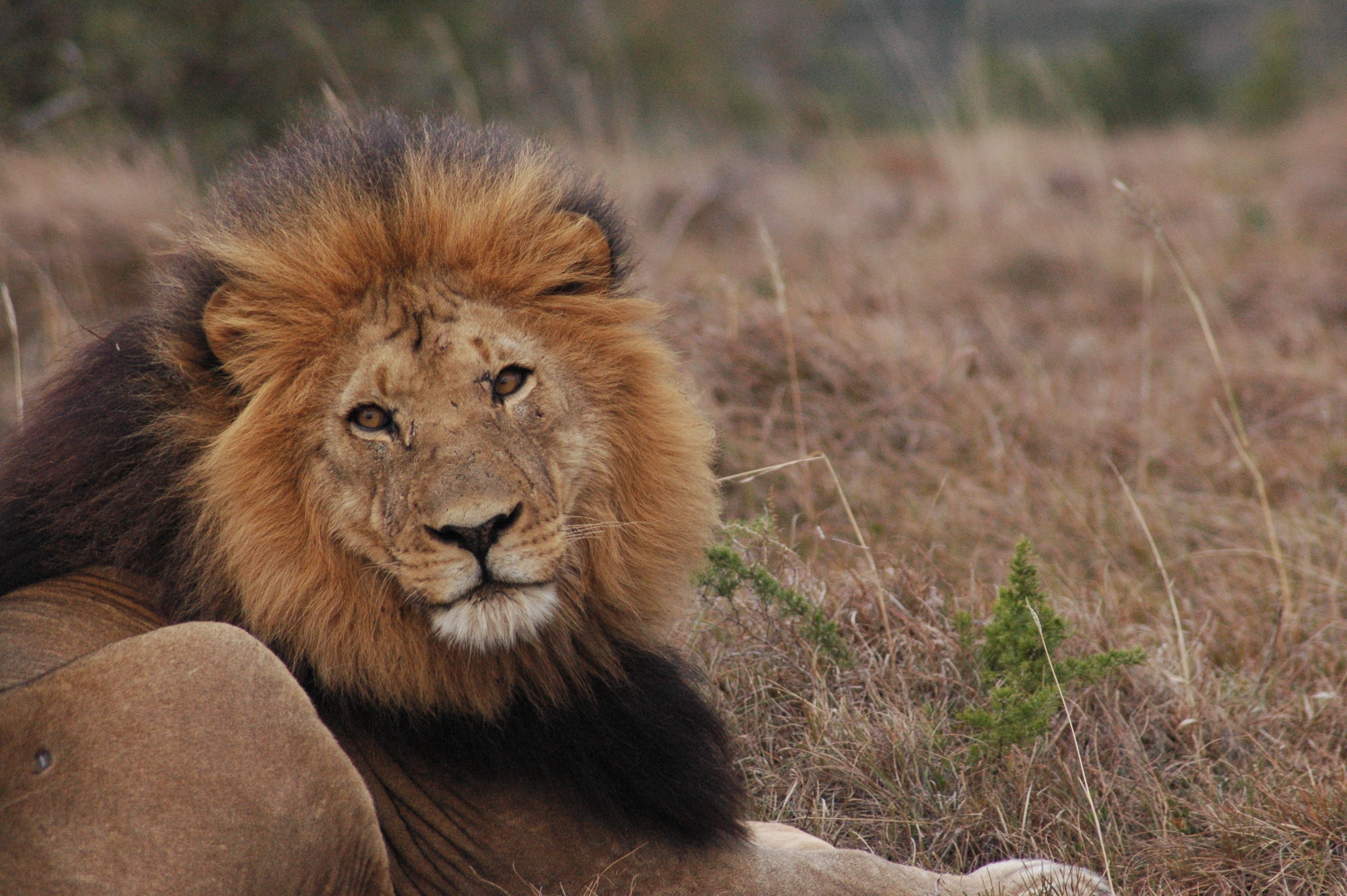 A lion lying on the ground in a natural setting.
