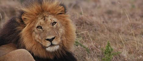 A lion lying on the ground in a natural setting.