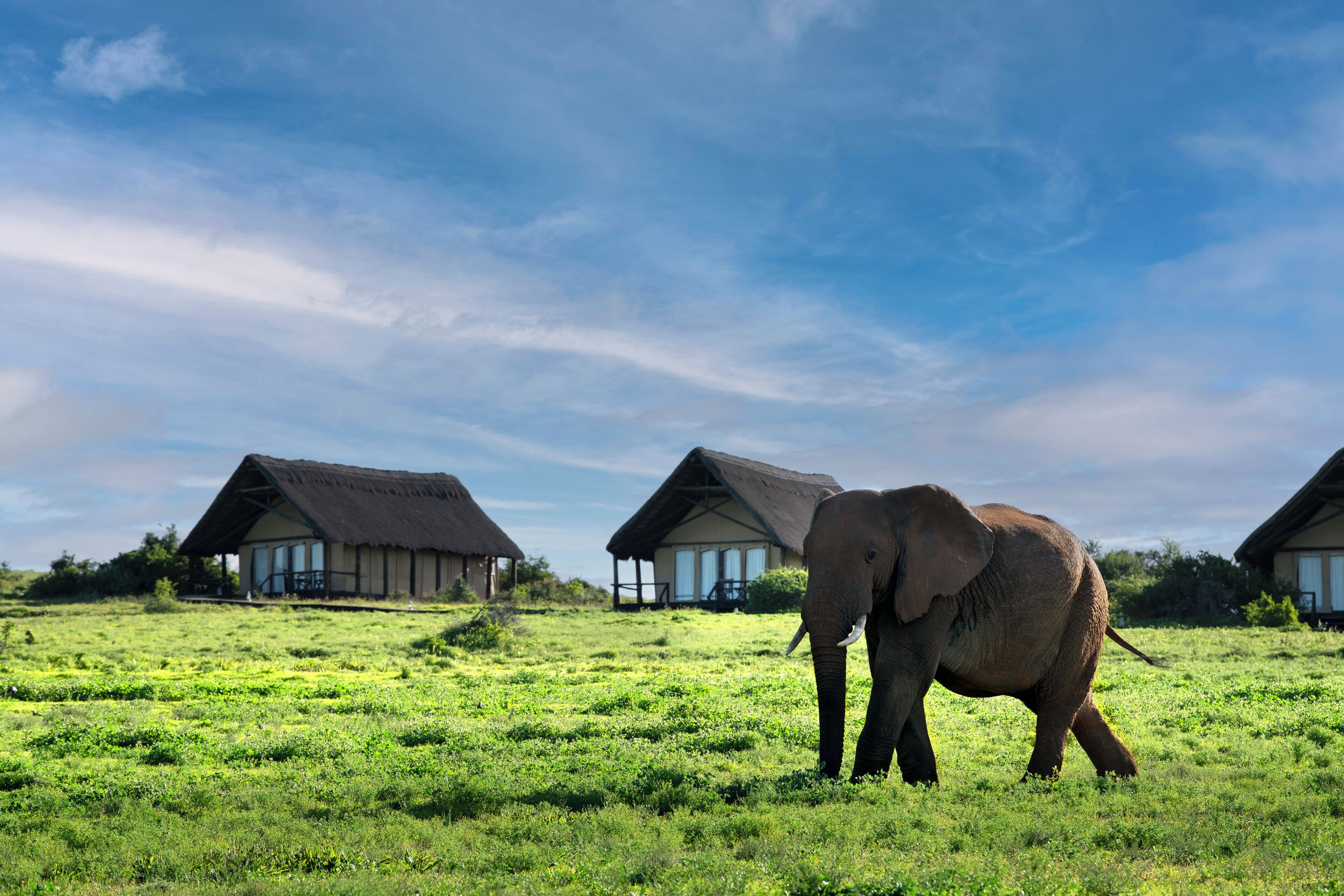 A grassy field with two thatched-roof huts and an elephant.
