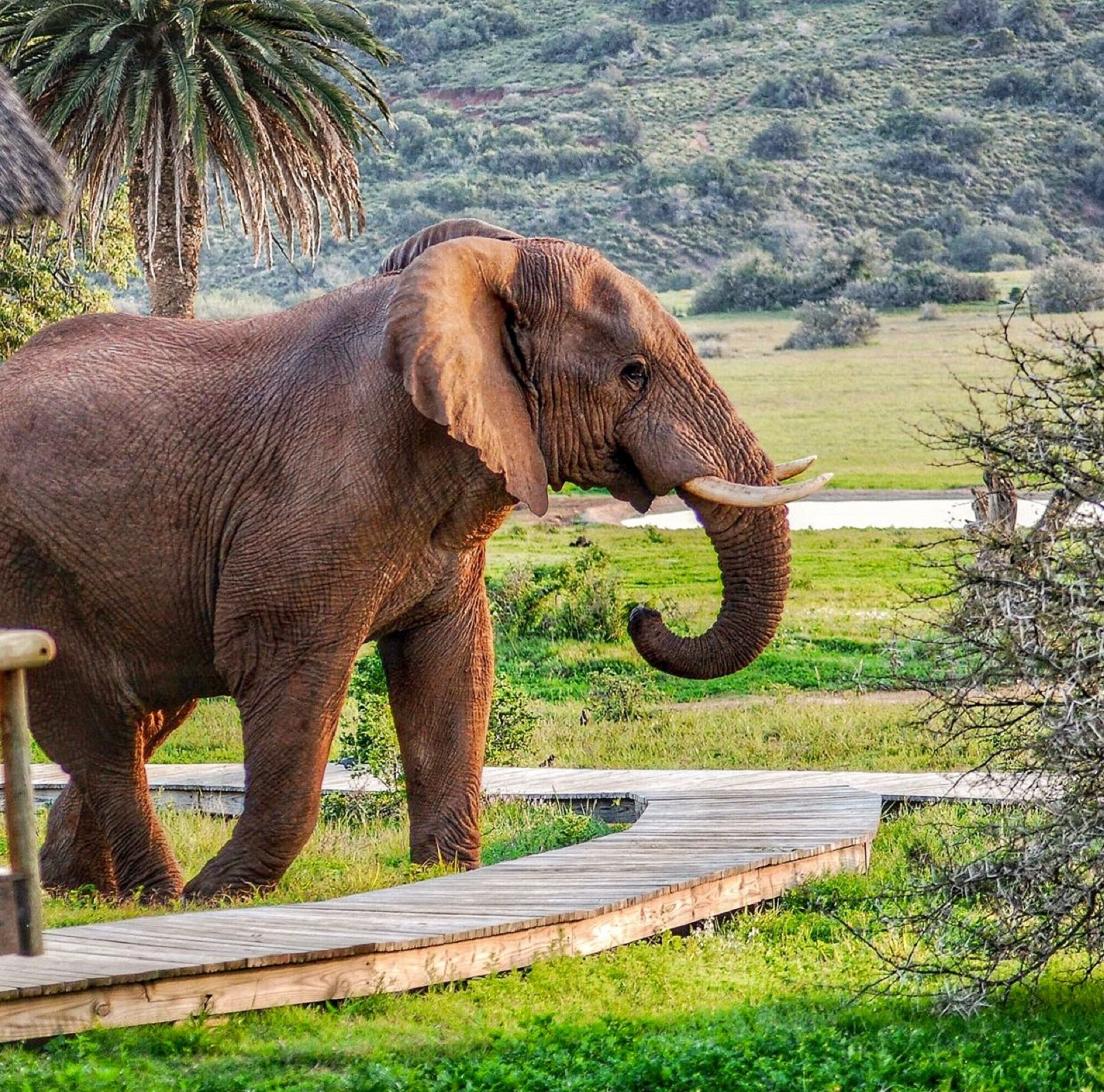 An elephant walking on a wooden bridge in a natural setting with greenery and hills in the background.