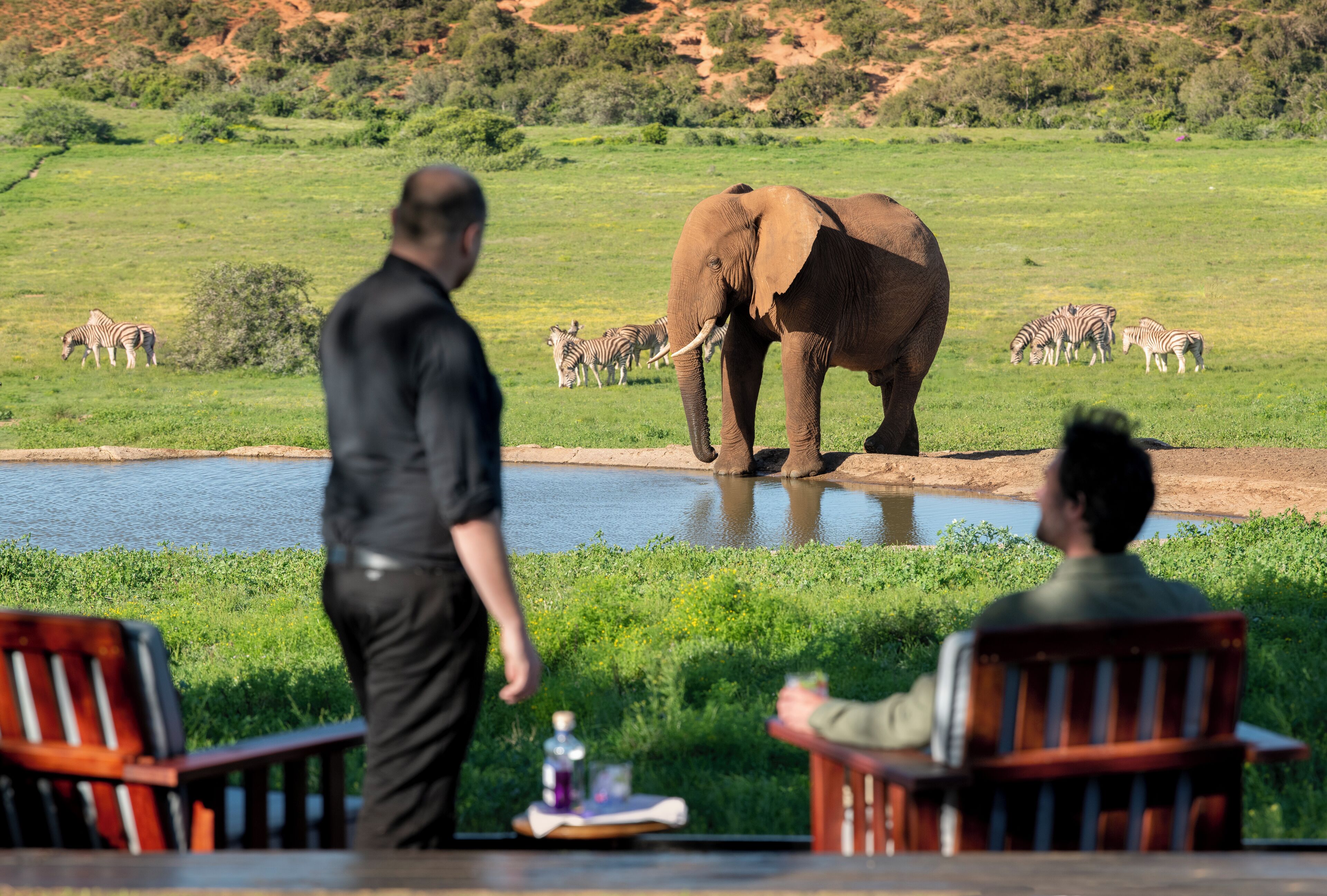 Un hombre caminando hacia un elefante y cebras junto a un cuerpo de agua.